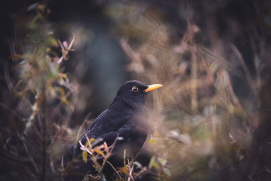 Amsel