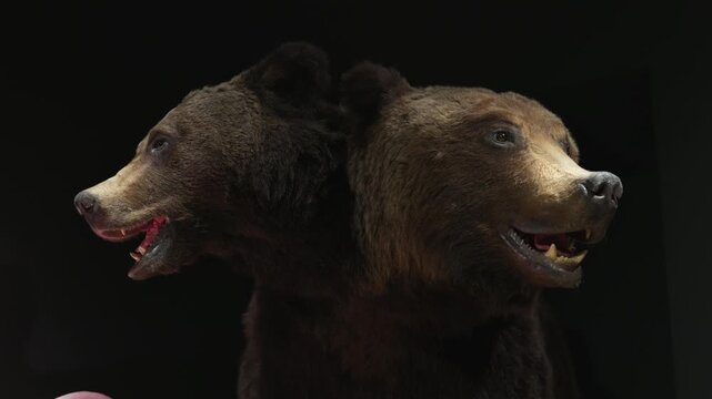 Stuffed two head bears standing in the dark with an open mouth and fangs.