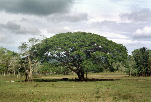 Baum in Bilar auf Bohol / Philippinen