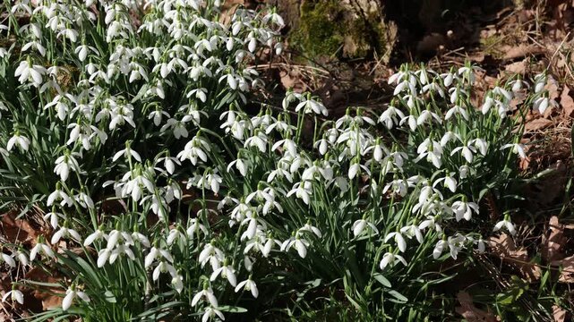 Snowdrops bloom in the forest in spring