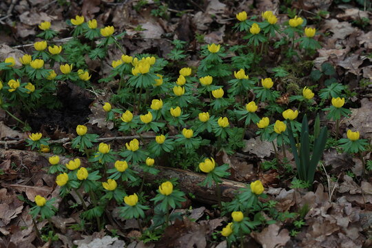Winter aconites in the forest