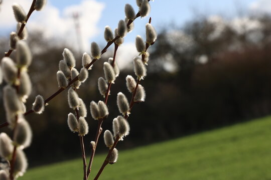 Willow catkins in spring time