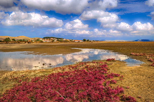 Lemnos Neo Pedino. Colorful halophyte plants growing on a dry salt marsh, reflecting clouds in remaining water patches near nea koutali village