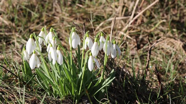 Snowdrops bloom in the forest in spring