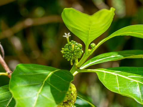 A noni fruit (Morinda citrifolia), photographed on Praslin.