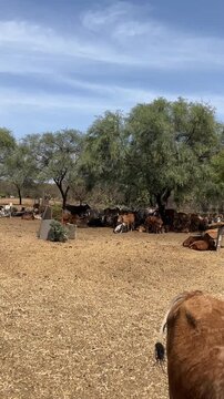 A herd of Indian cows resting under green trees in an open Gaushala