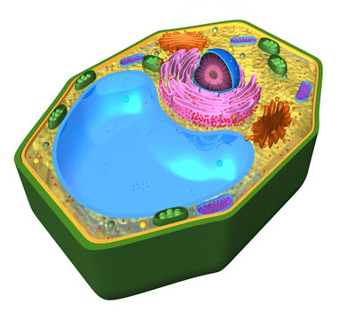 3D Rendering Illustration of a Eukaryotic Vegetal Cell.

