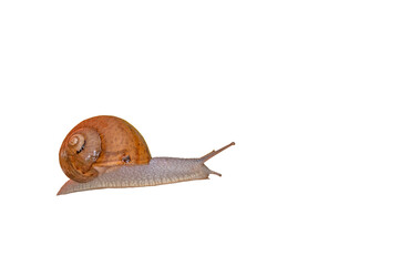 A brown-shelled snail moving slowly and isolated on a transparent background—a detailed macro nature stock photo. © TAMER YILMAZ