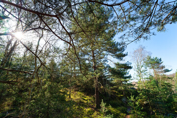 Fototapeta premium Raboliot forest path in the Coquibus hillside. Fontainebleau massif