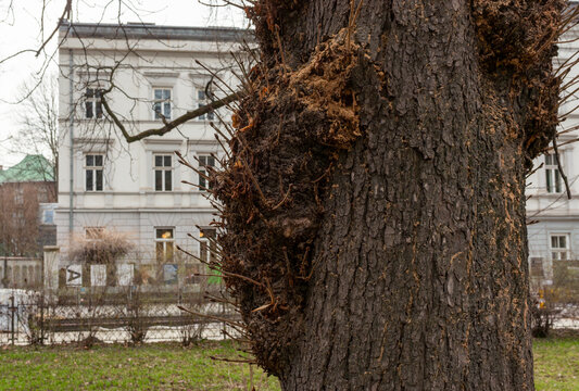 Close-up of a mature tree trunk showing heavy pruning scars, callus tissue and epicormic shoot regrowth. The textured bark surface reflects urban tree maintenance, pollarding practice and natural heal