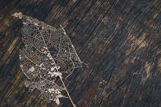 IMAGES ON NATURE - Dry leaf on wood