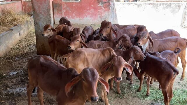 Herd of young Indian brown calves in a village cattle shelter