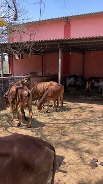 Indian cows feeding under a shaded shelter in a rural village