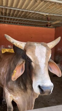 Large Indian bull with a prominent hump in a traditional shelter