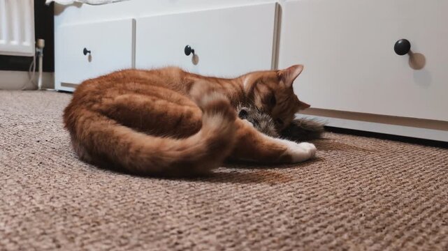 Domestic cat enjoying itself in playful mood after sniffing silvervine stick. Animal behaviour picture: rolling and wallowing on the floor.
Playful Ginger Cat Enjoying Valerian Infused Ferret Toy 