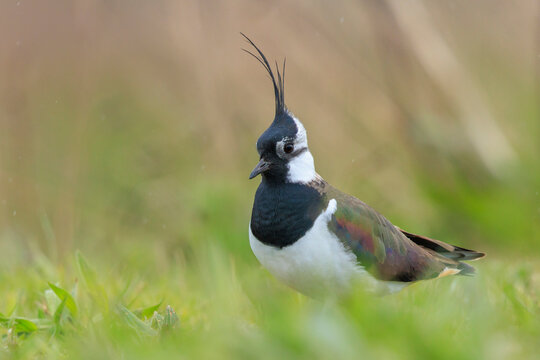 Northern lapwing, Vanellus vanellus, wading bird in a meadow