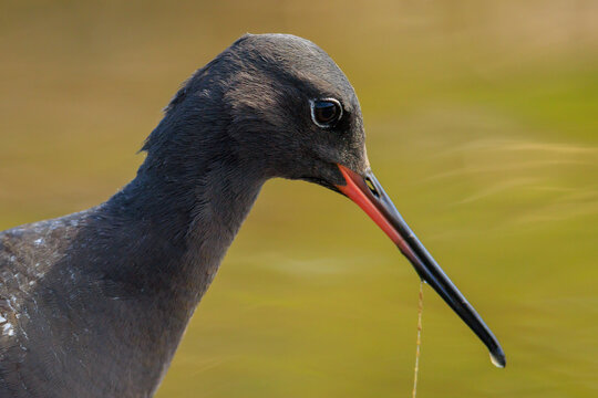 Spotted redshank, tringa erythropus, foraging in shallow water