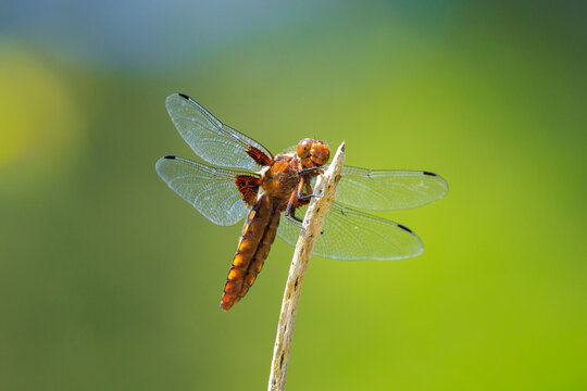 Libellula depressa, the broad-bodied chaser or broad-bodied darter female