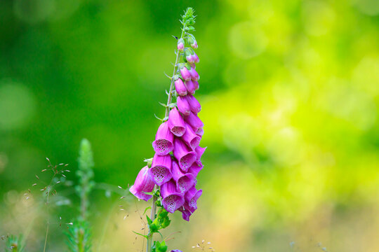 Digitalis purpurea, common foxglove blooming in a meadow