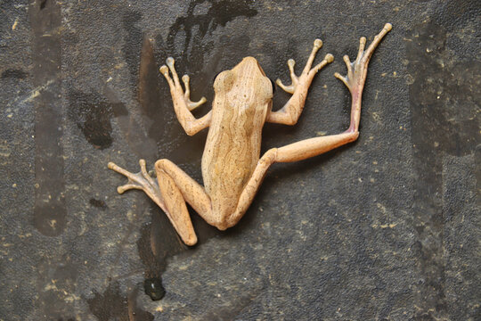 Top view frog on wet stone surface