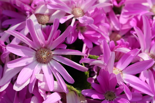 Cineraria flowers