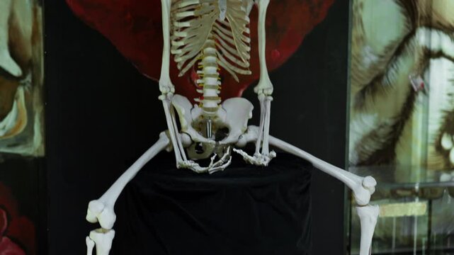 A human skeleton sit on a shelf in a dark laboratory for bright consecration.