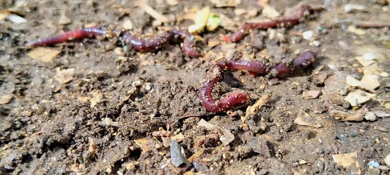 Red wiggler worms for vermicomposting in organic fertile soil macro.