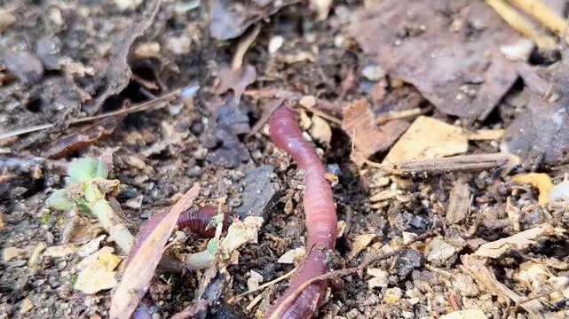 Red wiggler earthworm crawling on organic soil and dry leaves, macro.