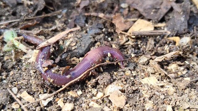 Macro shot of an earthworm crawling on moist soil with organic debris in a garden.