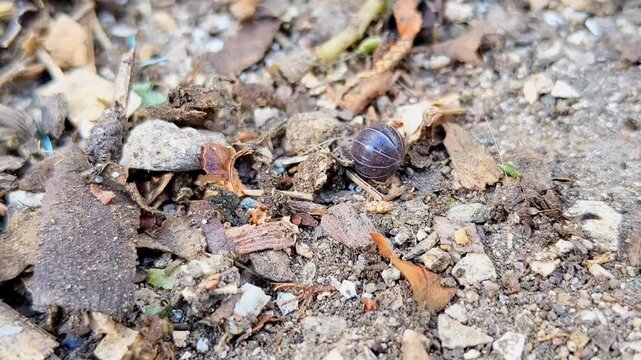 Macro shot of Armadillidium vulgare woodlice crawling on dry soil and leaf litter