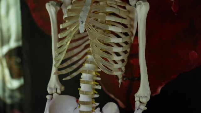 A human skeleton sit on a shelf in a dark laboratory for bright consecration.
