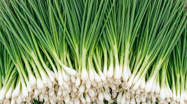 Vibrant green spring onions with white bulbs lined up together as a background.