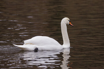 Obraz premium Elegant swan gliding gracefully on calm water in a serene pond under soft afternoon light
