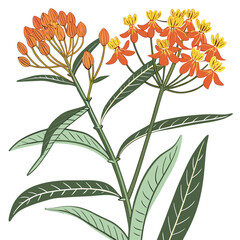milkweed colorful on white background © MOHAMMADRIPON