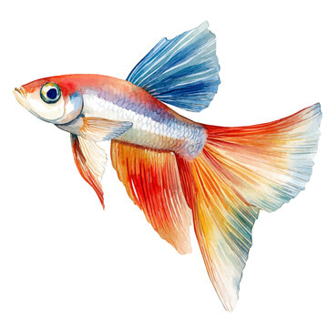 Guppy Fish, vibrant watercolor vector illustration with flowing and detailed brush strokes, isolated on a white background.