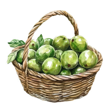 Greengage Basket, high quality watercolor illustration with transparent textures, isolated on a white background.