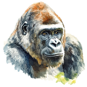watercolor graphic of Gorilla, isolated on a white background.