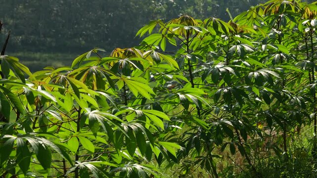 Close-up of green cassava leaves blowing in the wind under bright natural sunlight in a tropical field.