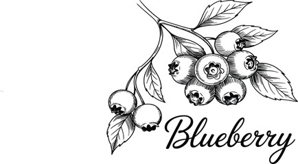 Hand drawn blueberry branch vector illustration, vintage botanical fruit sketch, fresh organic berry garden plant © Junayed