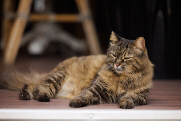 Fluffy cat enjoys a sunny afternoon on a wooden deck, soaking up the warmth of the outdoors © AlexKriv