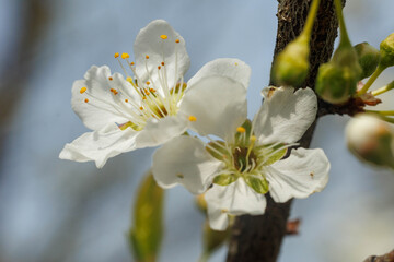 Obraz premium 咲き始めた桜の花
