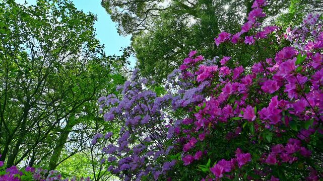 光に透ける花びらの輝き。新緑に抱かれた、気品あふれるツツジの迷宮
「春の庭園美。新緑を背景にした多色使いのツツジの群生と自然素材」
佐賀県基山町 (大興善寺契園)
The shimmering petals, translucent in the light. A labyrinth of elegant azaleas embraced by fresh greenery.