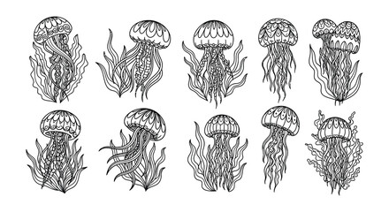 Detailed illustration of various jellyfish with ornate swirling patterns © Begum
