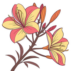 Obraz premium evening primrose colorful on white background