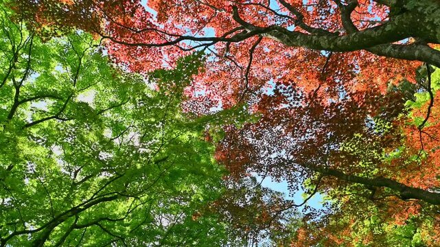 空を彩るステンドグラス。新緑と春紅葉が織りなす輝き
「春のモミジと青空。グラフィカルな枝振りと色彩のテクスチャ素材」
佐賀県基山町 (大興善寺契園)
Stained glass adorning the sky. The brilliance woven from fresh greenery and spring foliage.