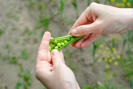 Hands opening ripe green pea pod with ripe peas. Person shelling fresh green pea pod from organic garden, homegrown vegetables for healthy cooking and snacking. Gardener opening an organic pea pod