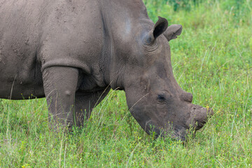 Obraz premium White rhinoceros standing in green African savanna grassland