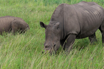 Fototapeta premium White rhinoceros standing in green African savanna grassland
