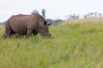 Obraz premium White rhinoceros standing in green African savanna grassland