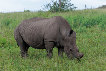 Obraz premium White rhinoceros standing in green African savanna grassland